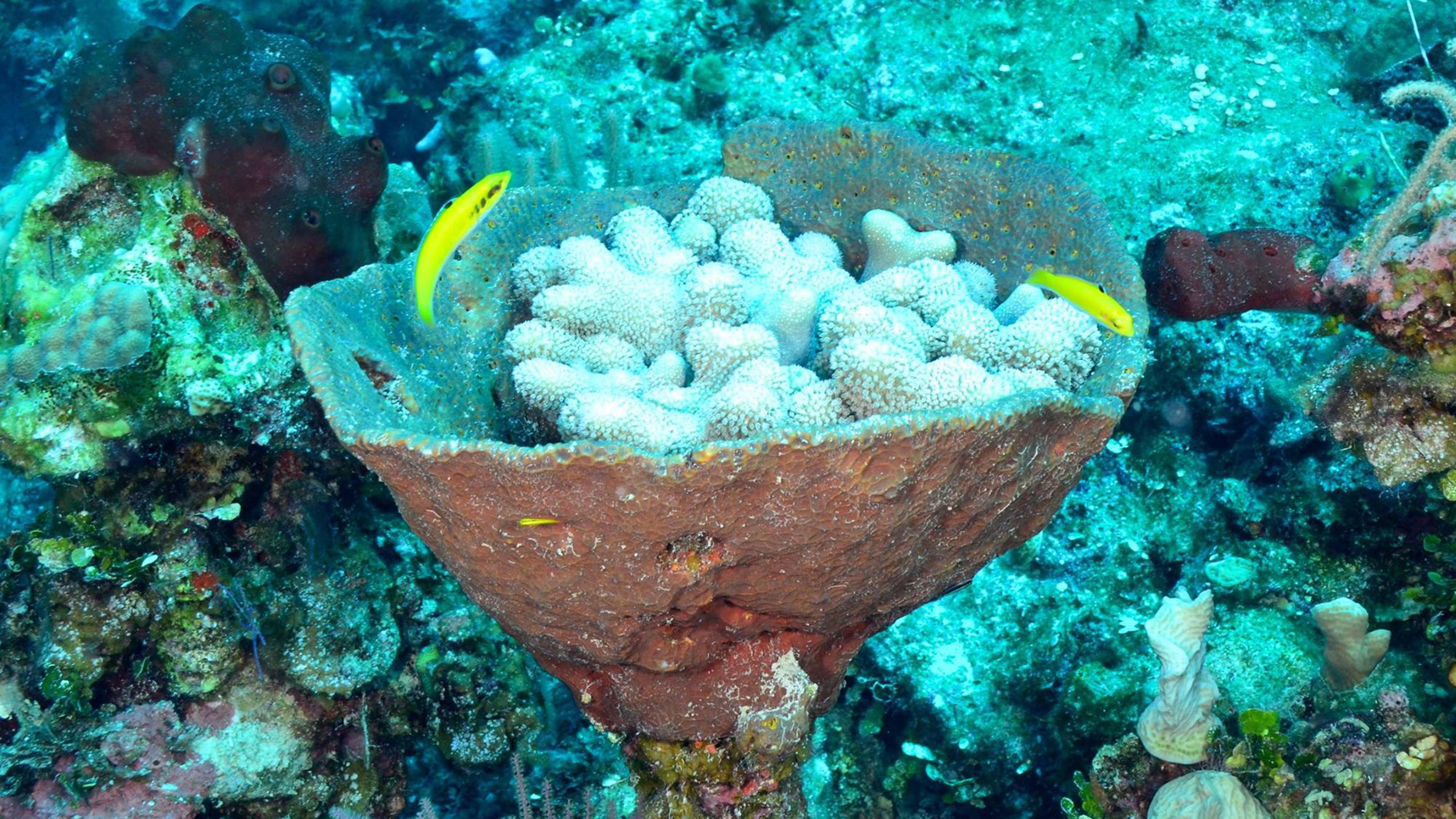 Sponges Oldest Creatures in the Sea?